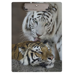 Weiß und Brown-Tiger-Stillstehen Klemmbrett