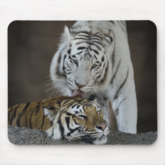 Weiß und Brown-Tiger-Stillstehen Mousepad (Vorne)
