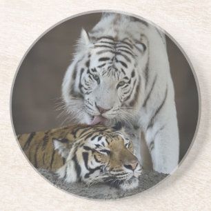 Weiß und Brown-Tiger-Stillstehen Sandstein Untersetzer