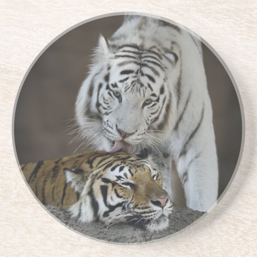 Weiß und Brown-Tiger-Stillstehen Sandstein Untersetzer (Vorne)