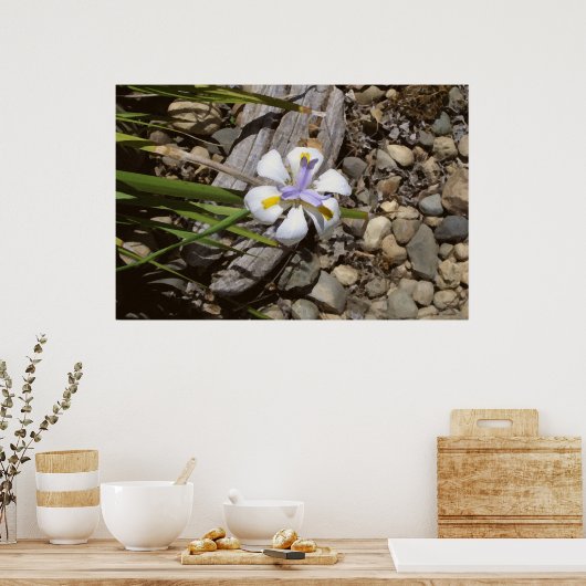 weiß und Lila Poster (Küche)