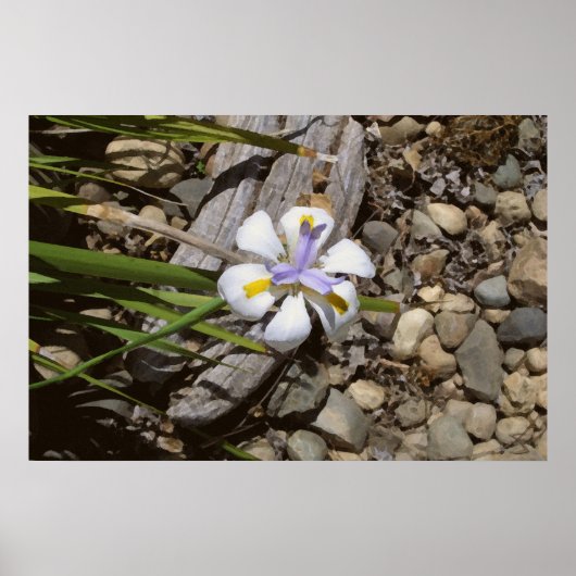 weiß und Lila Poster (Vorne)