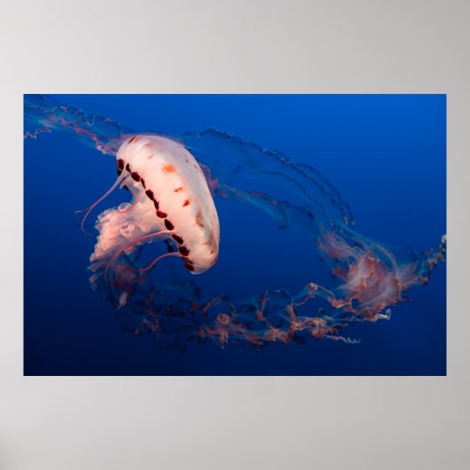 WEISS UND ORANGE JELLYFISH POSTER (Vorne)