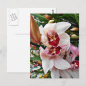 Weiß und rosa Phalaenopsis Orchid Postkarte (Vorne/Hinten)