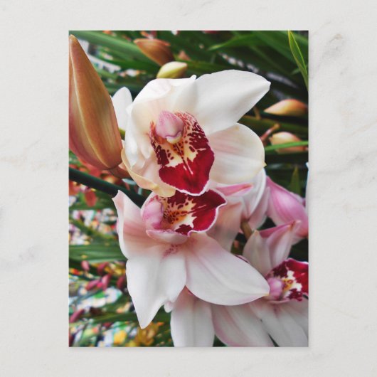 Weiß und rosa Phalaenopsis Orchid Postkarte (Vorderseite)