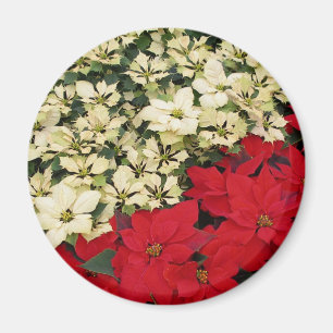Weiß und rot Poinsettias I Holiday Floral Magnet