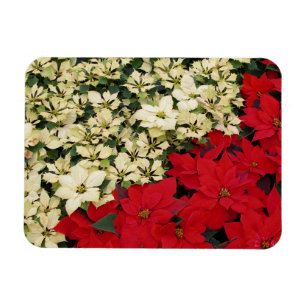 Weiß und rot Poinsettias I Holiday Floral Magnet