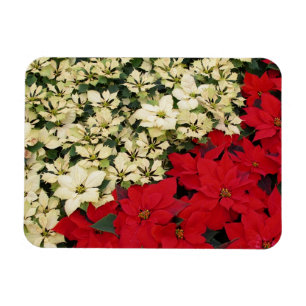 Weiß und rot Poinsettias I Holiday Floral Magnet