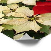 Weiß und rot Poinsettias I Holiday Floral Poster (Ecke)
