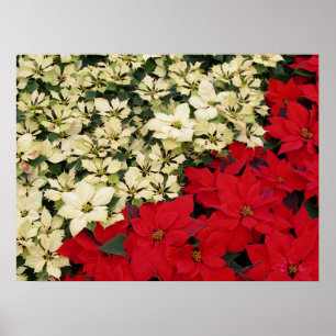 Weiß und rot Poinsettias I Holiday Floral Poster