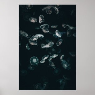 WEISS UND SCHWARZER JELLYFISH AUF WASSER POSTER