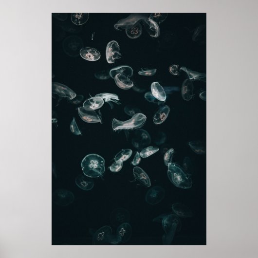 WEISS UND SCHWARZER JELLYFISH AUF WASSER POSTER (Vorne)