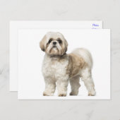 Weiß und Tan Shih Tzu Welpenhund Postkarte (Vorne/Hinten)