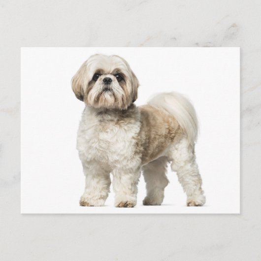 Weiß und Tan Shih Tzu Welpenhund Postkarte (Vorderseite)