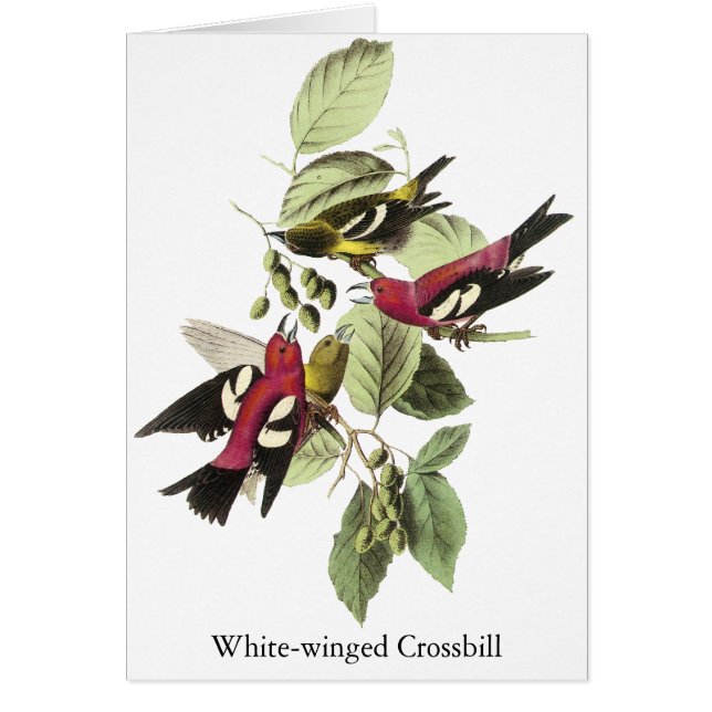 Weiß-winged Gegenwechsel - John James Audubon (Vorne)