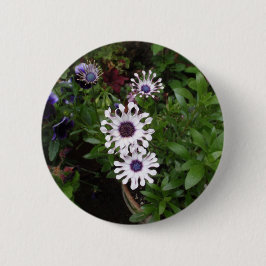 Weißafrikanischer Daisy Button