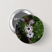 Weißafrikanischer Daisy Button (Vorne & Hinten)