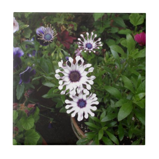 Weißafrikanischer Daisy Fliese (Vorderseite)