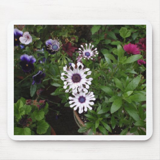 Weißafrikanischer Daisy Mousepad (Vorne)