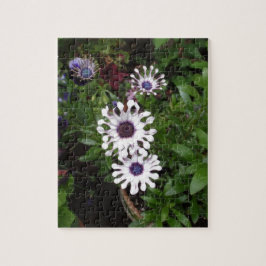 Weißafrikanischer Daisy Puzzle