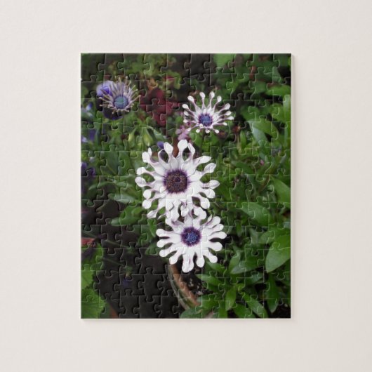 Weißafrikanischer Daisy Puzzle (Vertikal)