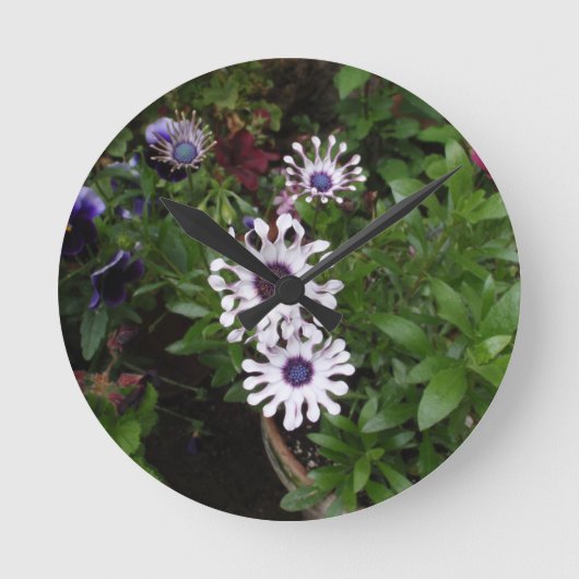 Weißafrikanischer Daisy Runde Wanduhr (Vorderseite)