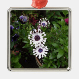Weißafrikanischer Daisy Silbernes Ornament