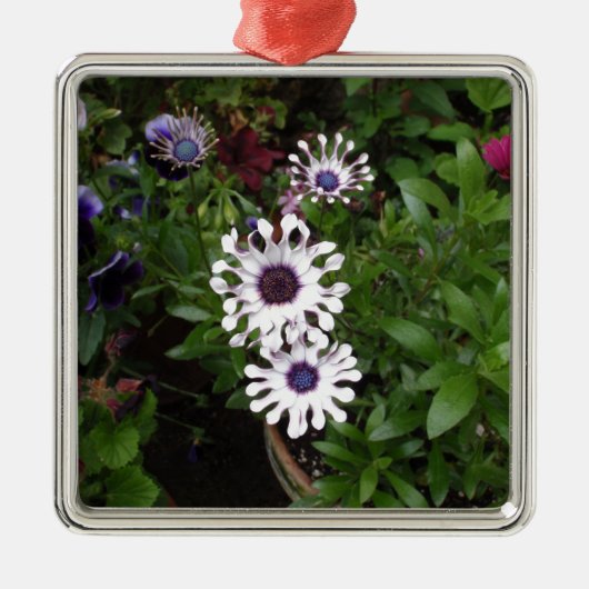 Weißafrikanischer Daisy Silbernes Ornament (Vorne)