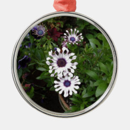 Weißafrikanischer Daisy Silbernes Ornament