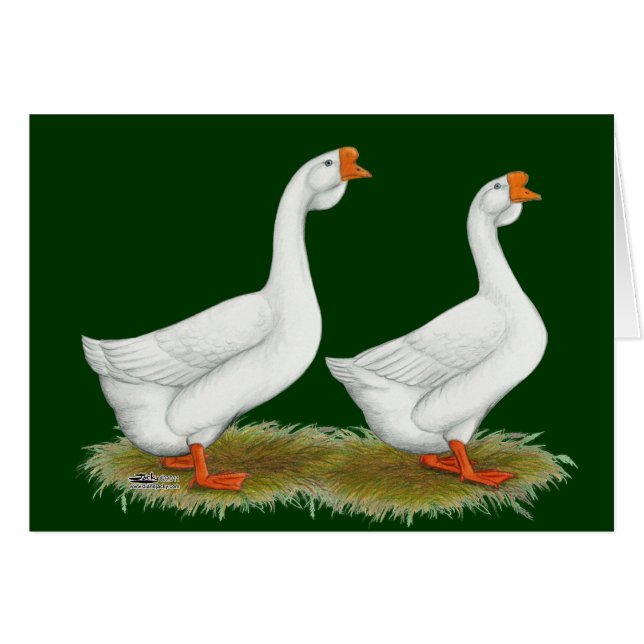 Weißafrikanischer Gänse (Vorderseite (Horizontal))