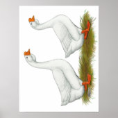 Weißafrikanischer Gänse Poster (Vorne)