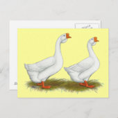 Weißafrikanischer Gänse Postkarte (Vorne/Hinten)