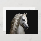 Weißandalusischer Stallion Postkarte (Vorne/Hinten)