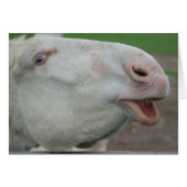 Weißbarocke Donkey (Vorderseite (Horizontal))