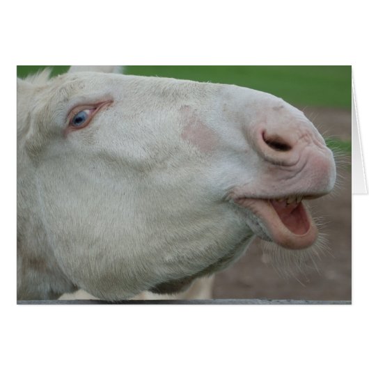 Weißbarocke Donkey (Vorderseite (Horizontal))