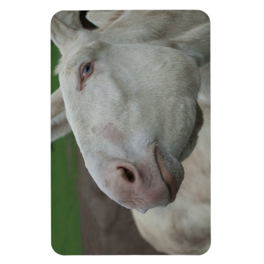 Weißbarocke Donkey Magnet (Vertikal)