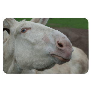 Weißbarocke Donkey Magnet