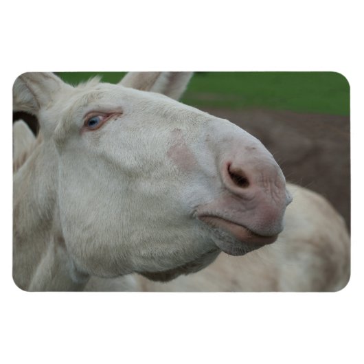 Weißbarocke Donkey Magnet (Horizontal)