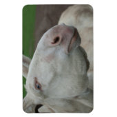 Weißbarocke Donkey Magnet (Vertikal)