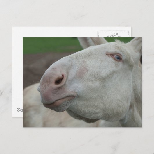 Weißbarocke Donkey Postkarte (Vorne/Hinten)