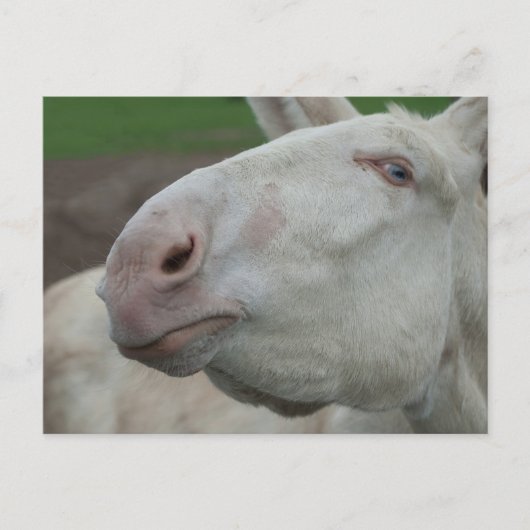 Weißbarocke Donkey Postkarte (Vorderseite)