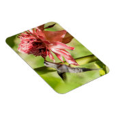 Weißbärtige Hermit Small Magnet (Rechte Seite)