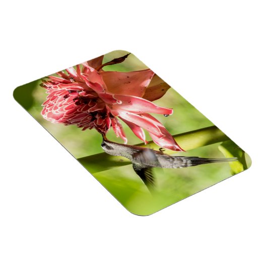 Weißbärtige Hermit Small Magnet (Rechte Seite)