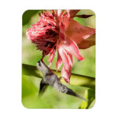 Weißbärtige Hermit Small Magnet (Vertikal)