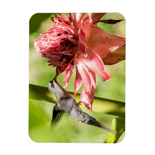 Weißbärtige Hermit Small Magnet (Vertikal)