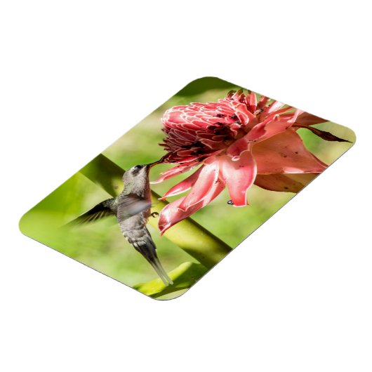 Weißbärtige Hermit Small Magnet (Linke Seite)