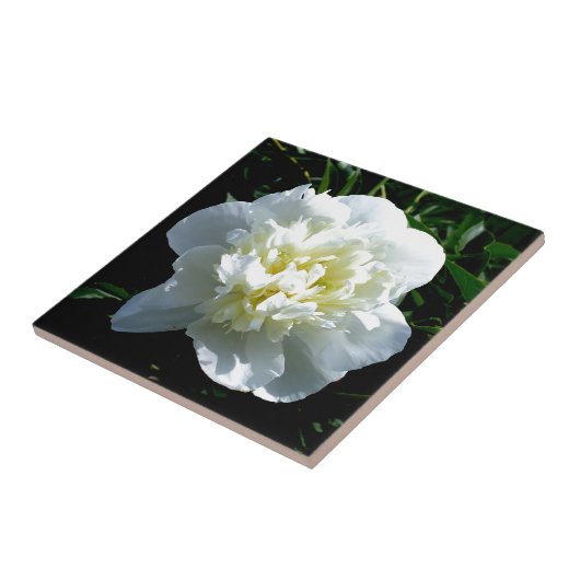 Weißbäuche Fliese (Seite)