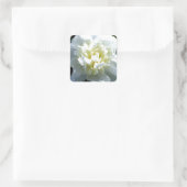 Weißbäuche Quadratischer Aufkleber (Tasche)