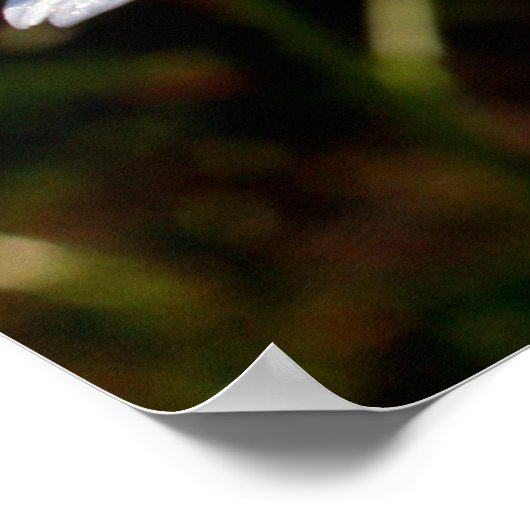 Weißblättern Poster (Ecke)