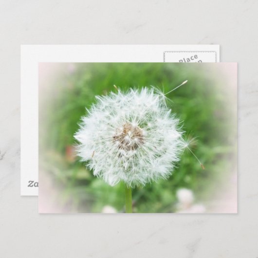 Weißblüte Postkarte (Vorne/Hinten)